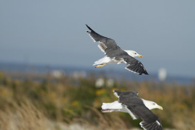 Lesser Black-backed Gull and GBBGs