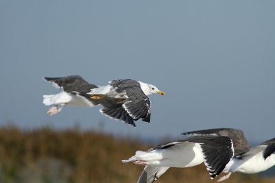 Lesser Black-backed Gull and GBBGs