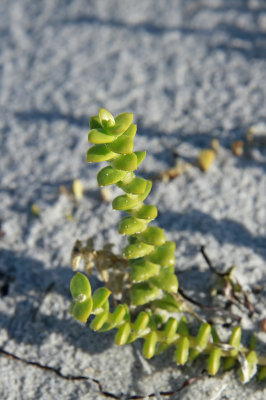 Honckenya peploides var. robusta- Seabeach Sandmat