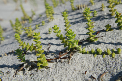 Honckenya peploides var. robusta- Seabeach Sandmat