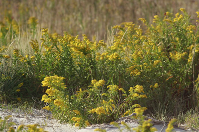Soldago sempervirens- Seaside Goldenrod