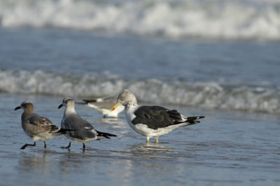 Lesser Black-backed Gull with Laughers