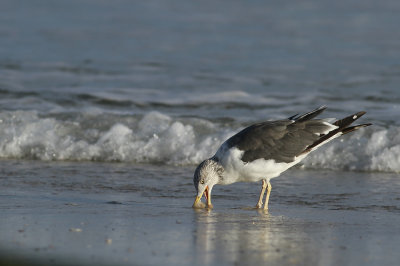 Lesser Black-backed Gull