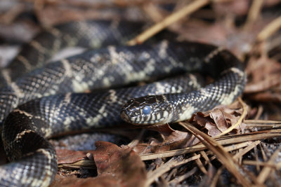 Eastern Kingsnake