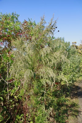 Eupatorium capillifolium- Dog Fennel