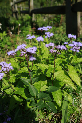 Conoclinum coelestinum- Blue Mistflower