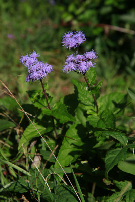 Conoclinum coelestinum- Blue Mistflower