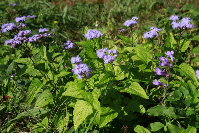 Conoclinum coelestinum- Blue Mistflower