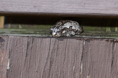 Gray Treefrog