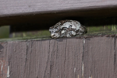 Gray Treefrog