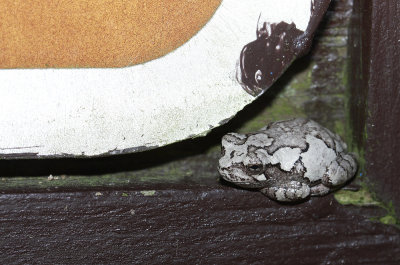 Gray Treefrog