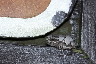 Gray Treefrog