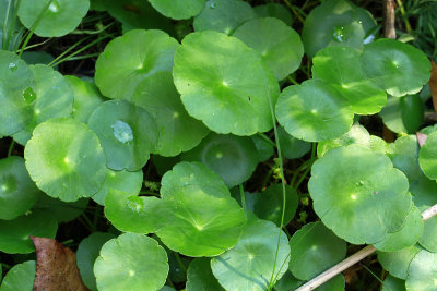 Hydrocotyle verticillata- Whorled Marsh Pennywort