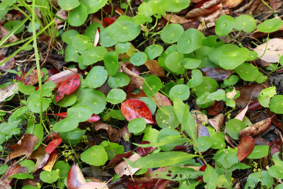 Hydrocotyle verticillata- Whorled Marsh Pennywort with fallen Nyssa sylvatica leaves