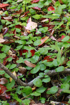 Hydrocotyle verticillata- Whorled Marsh Pennywort with fallen Nyssa sylvatica leaves