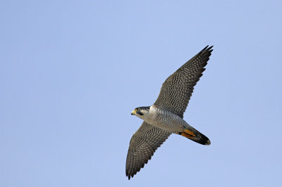 Peregrine Falcon (00/AM)