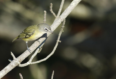 Blue-headed Vireo