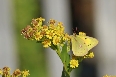 Common Sulphur