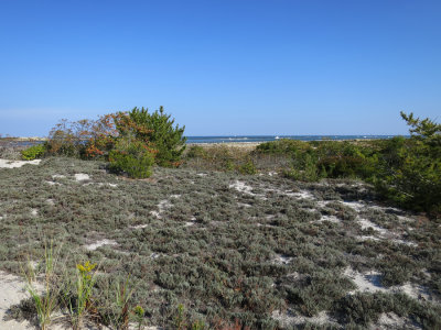 Hudsonia tomentosa- Wooly Beach Heather