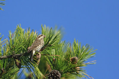 Purple Finch