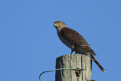 Cooper's Hawk