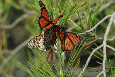 Ball of Monarchs