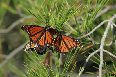 Ball of Monarchs