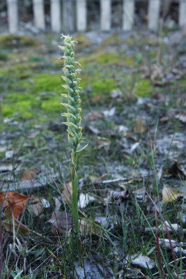 Spiranthes sp. in the dunes