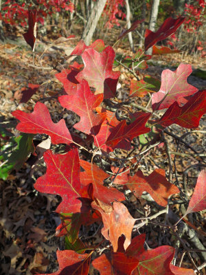 Quercus ilicifolia- Scrub Oak