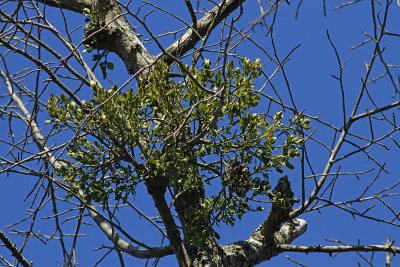 Phoradendron leucarpum- Oak Mistletoe