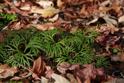 Lycopodium digitatum- Southern Ground Cedar