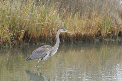 Great Blue Heron