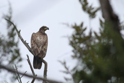 Bald Eagle