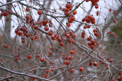 Diospyros virginiana- American Persimmon