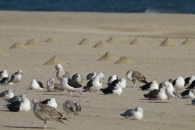 Gulls and alien deposits