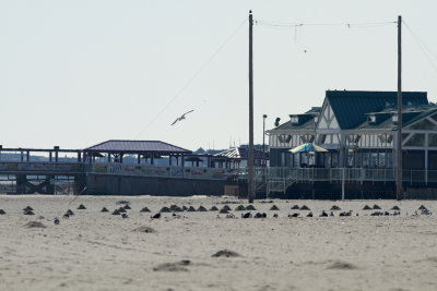 Gulls and alien deposits