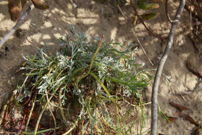 Artemisia campestris ssp. caudatus- Beach Wormwood