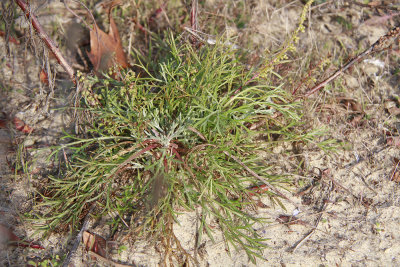 Artemisia campestris ssp. caudatus- Beach Wormwood
