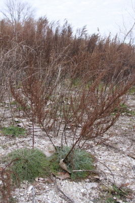 Artemisia campestris ssp. caudatus- Beach Wormwood