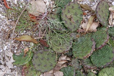 Artemisia campestris and Opuntia humifusa