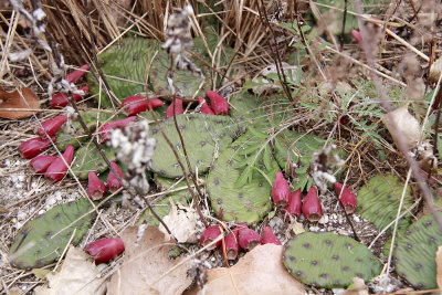 Opuntia humifusa- Prickly Pear Cactus