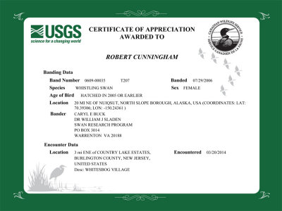 Certificate for T207 Tundra Swan.