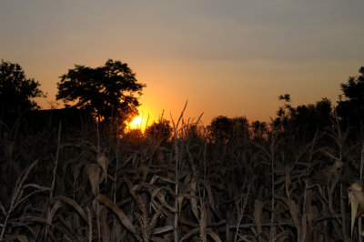 dark sunset