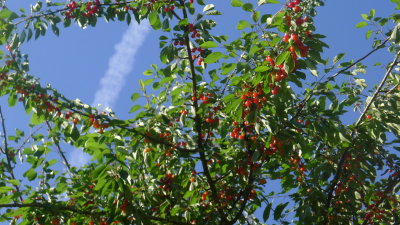 cherries in the orchard.jpg