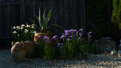 irises in the pool garden.jpg