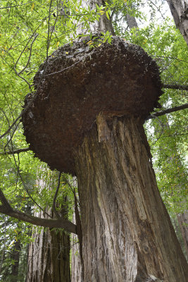Burl or pimple in Redwood
