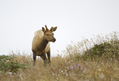 Elk at Point Reyes