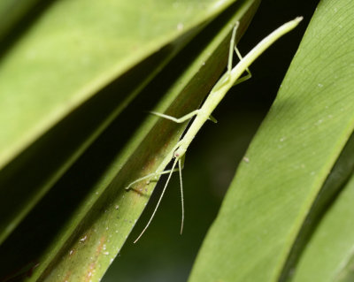 Stick insect