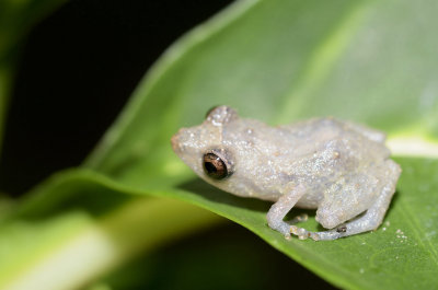 Leaf litter frog