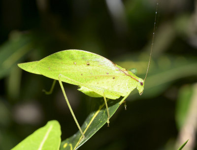 Katydid